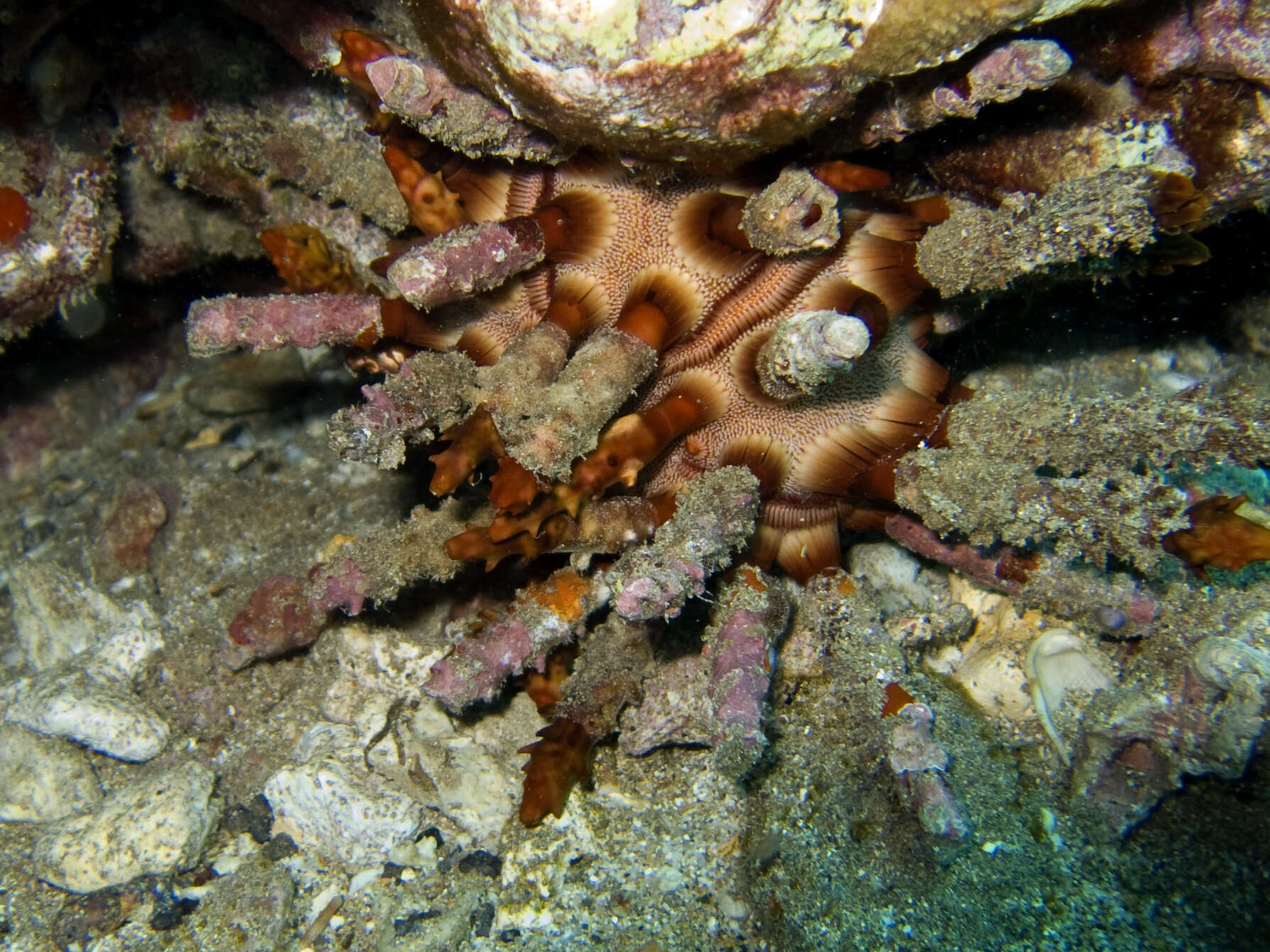 Image of blade-tipped tiara-urchin