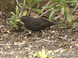 Слика од Turdus merula cabrerae Hartert 1901