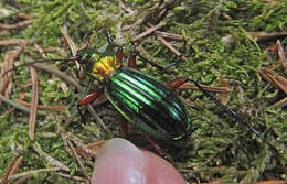 Carabus (Chrysocarabus) auronitens escheri Palliardi 1825 resmi