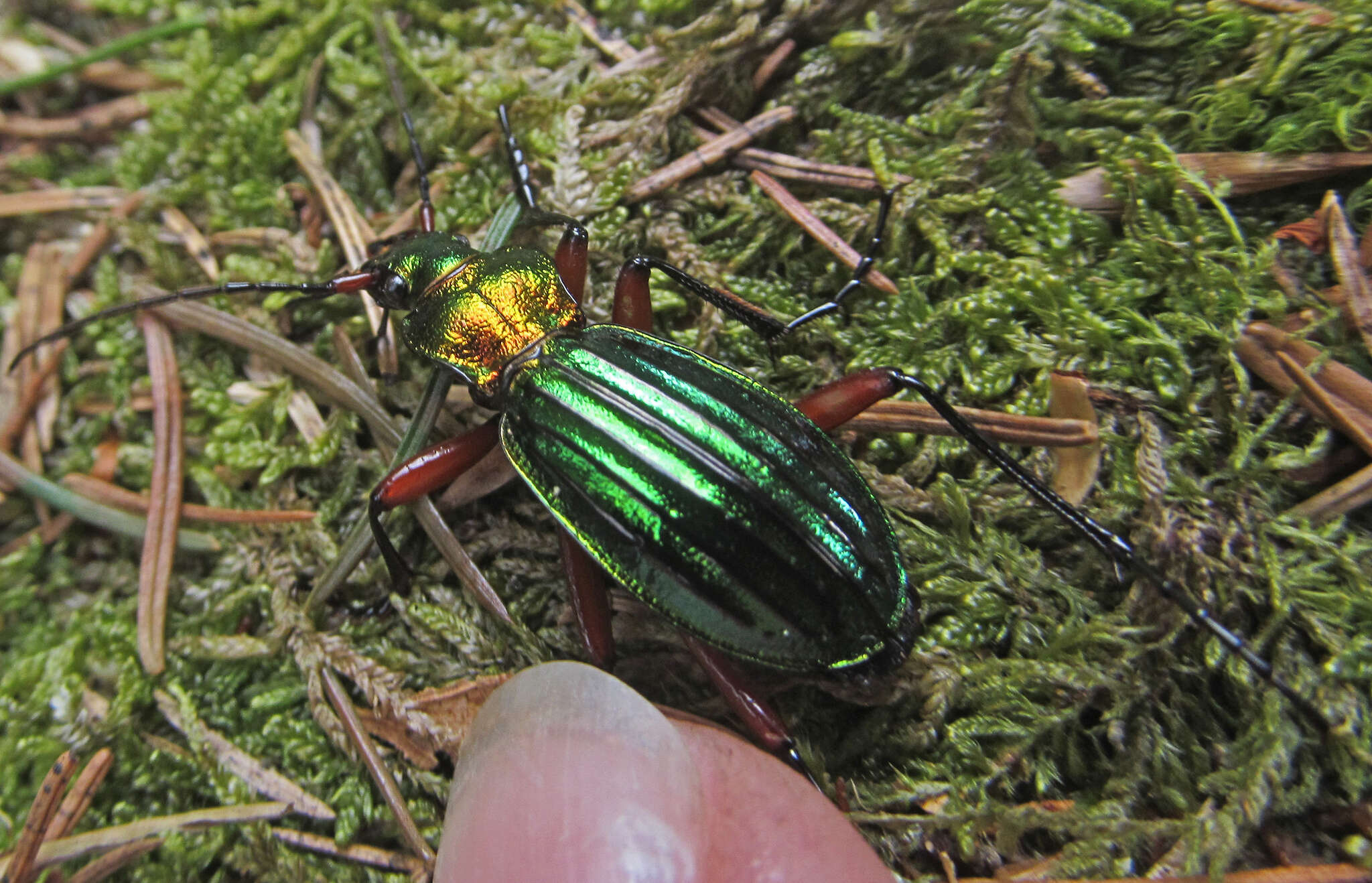 Carabus (Chrysocarabus) auronitens escheri Palliardi 1825 resmi