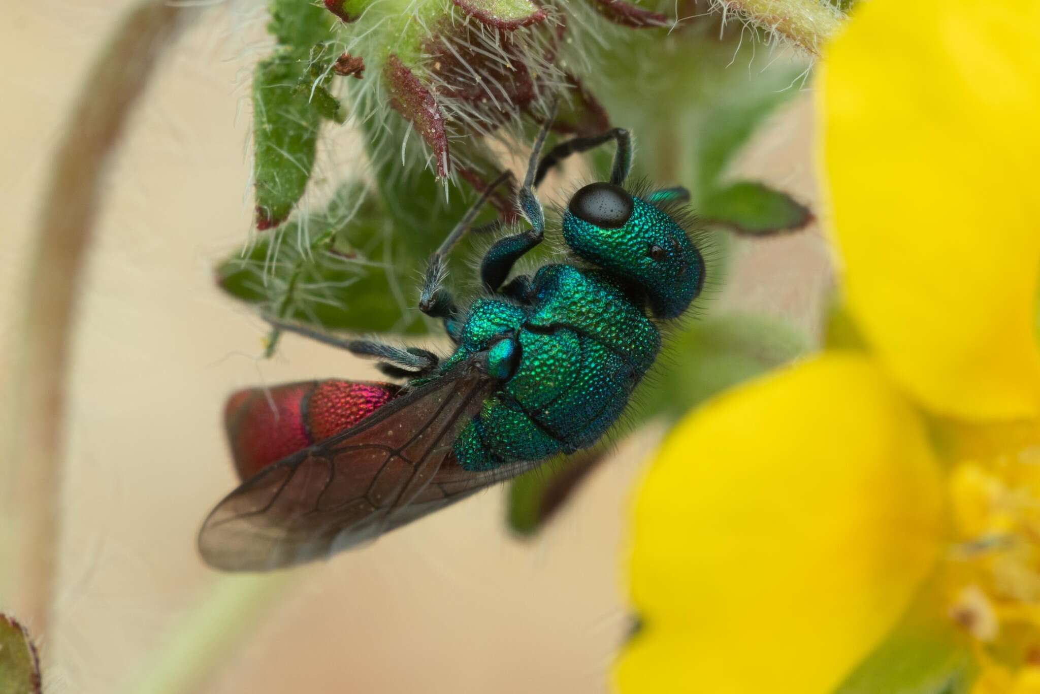 Image of <i>Chrysura rufiventris</i>