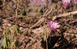 Image of Lampranthus peacockiae (L. Bol.) L. Bol.