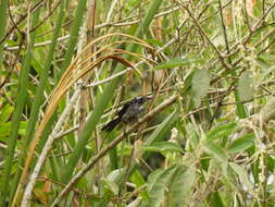 Image of Black-winged Saltator