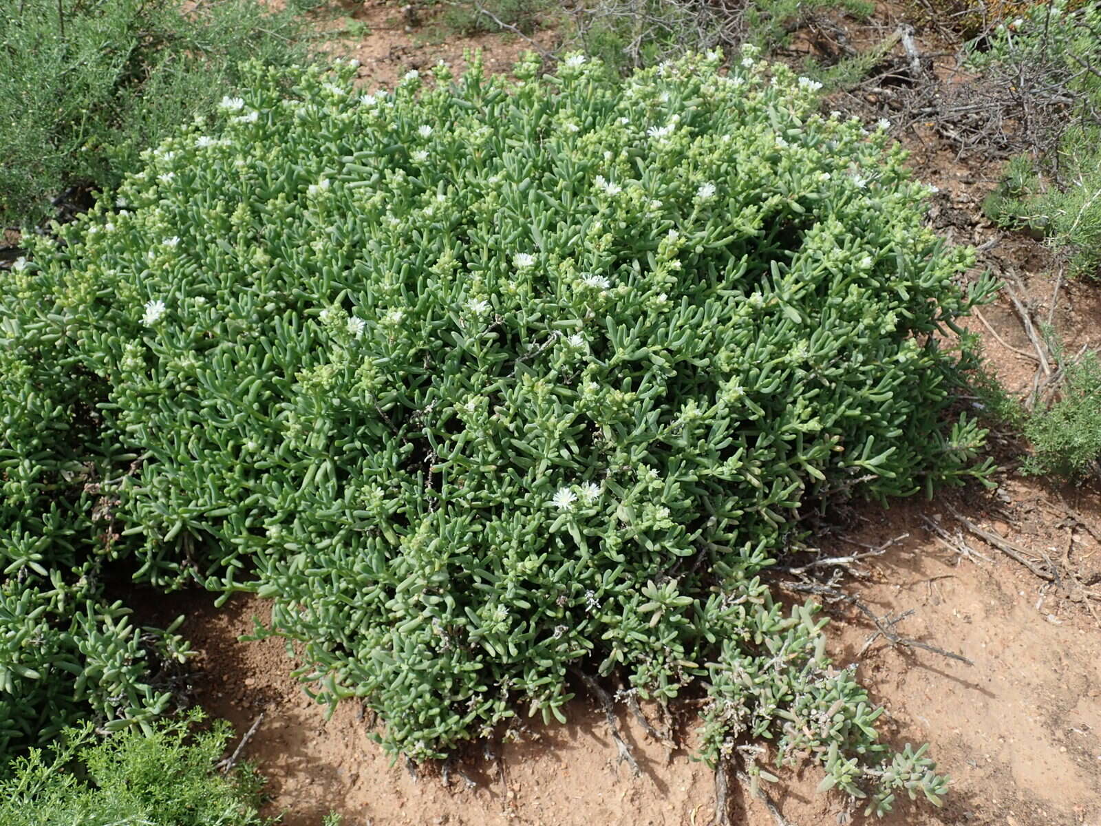 Image of Delosperma subincanum (Haw.) Schwant.