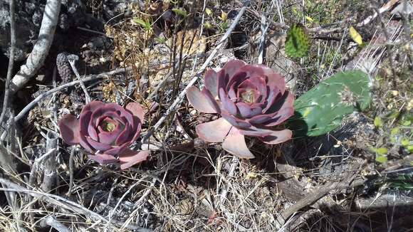 Image of Aeonium davidbramwellii H. Y. Liu