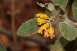 Image of Grevillea centristigma (Mc Gill.) G. J. Keighery