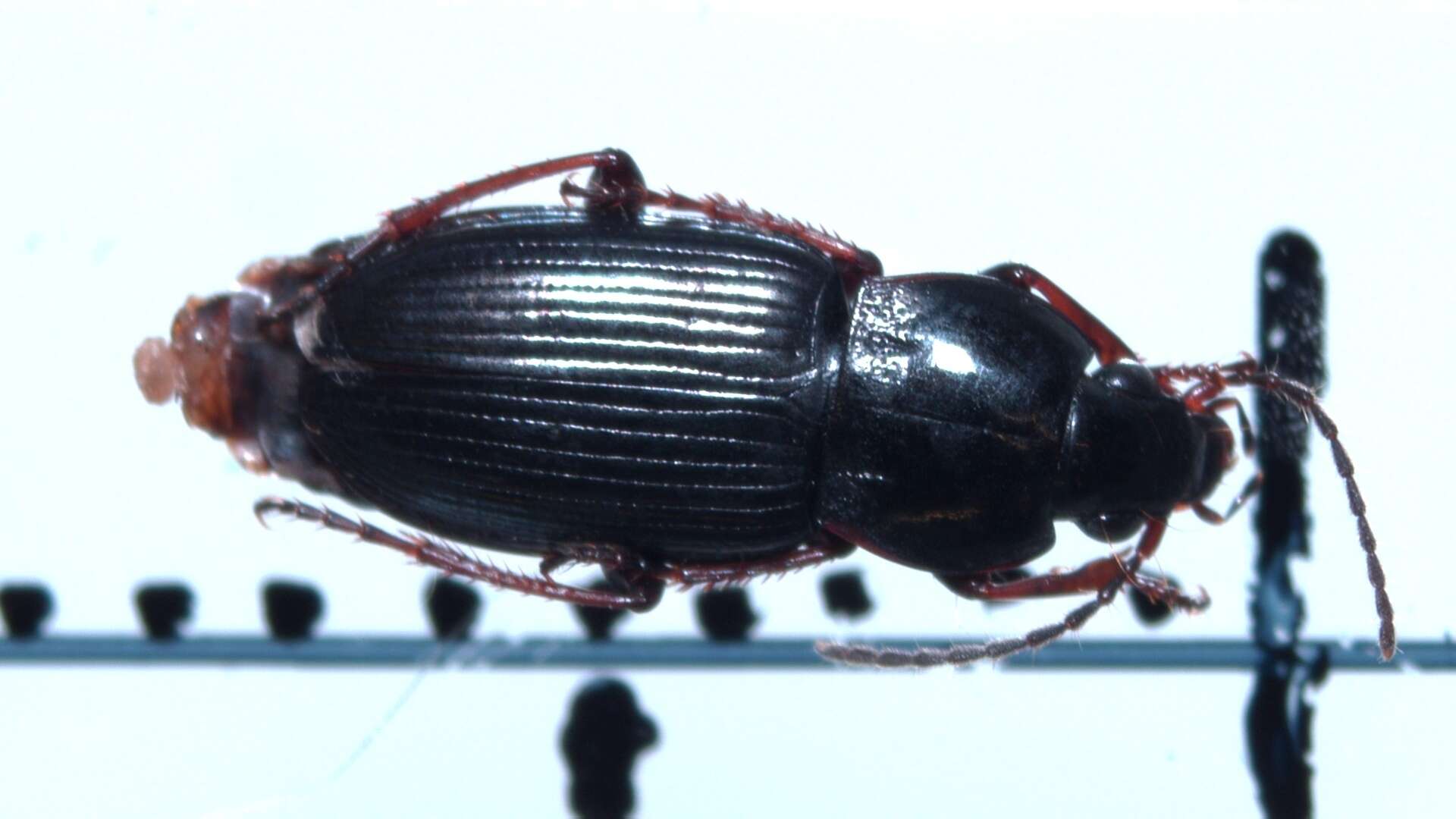 Image de Pterostichus (Phonias) diligens (Sturm 1824)