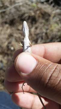 Image of Monte Cristi Anole