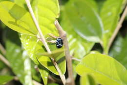 Image of Murgantia violascens (Westwood 1837)