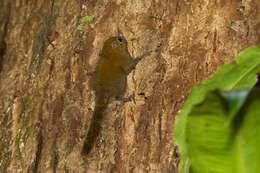 Image of Asian pygmy squirrel