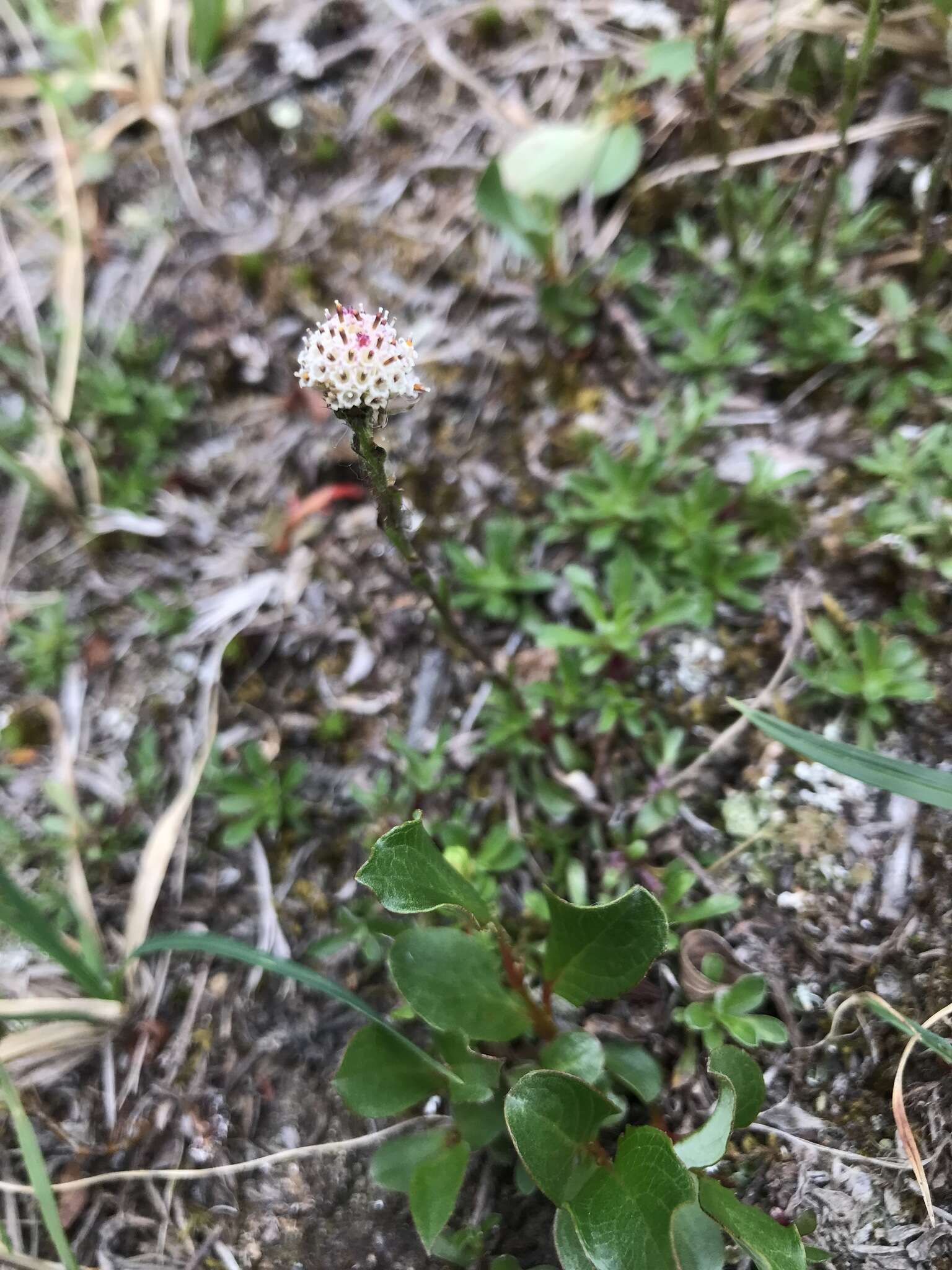 Image de Antennaria monocephala DC.