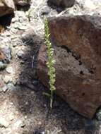 Image of narrow-petal rein orchid