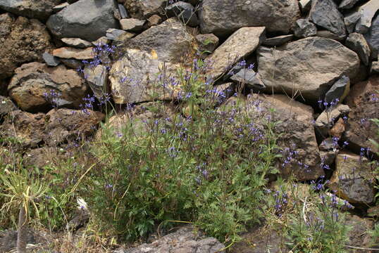 Image of Lavandula multifida L.