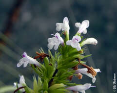 Sivun Clinopodium gilliesii (Benth.) Kuntze kuva