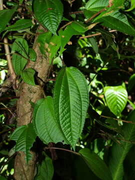 Sivun Miconia neoepiphytica Michelang. kuva