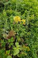 Image of Ligularia schmidtii (Maxim.) Makino