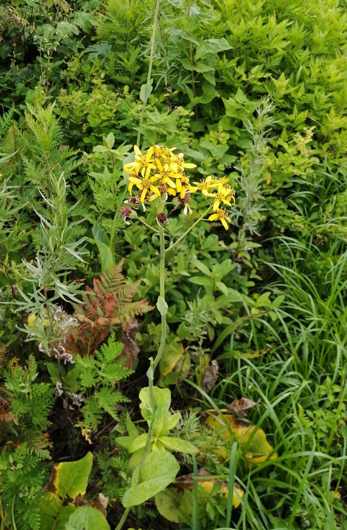 Image of Ligularia schmidtii (Maxim.) Makino