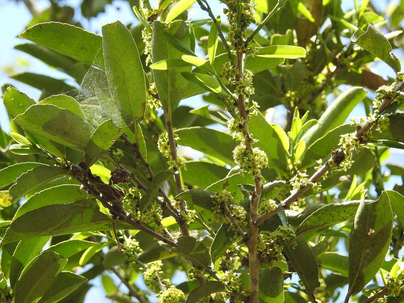 Image of Monteverdia chiapensis (Lundell) Biral