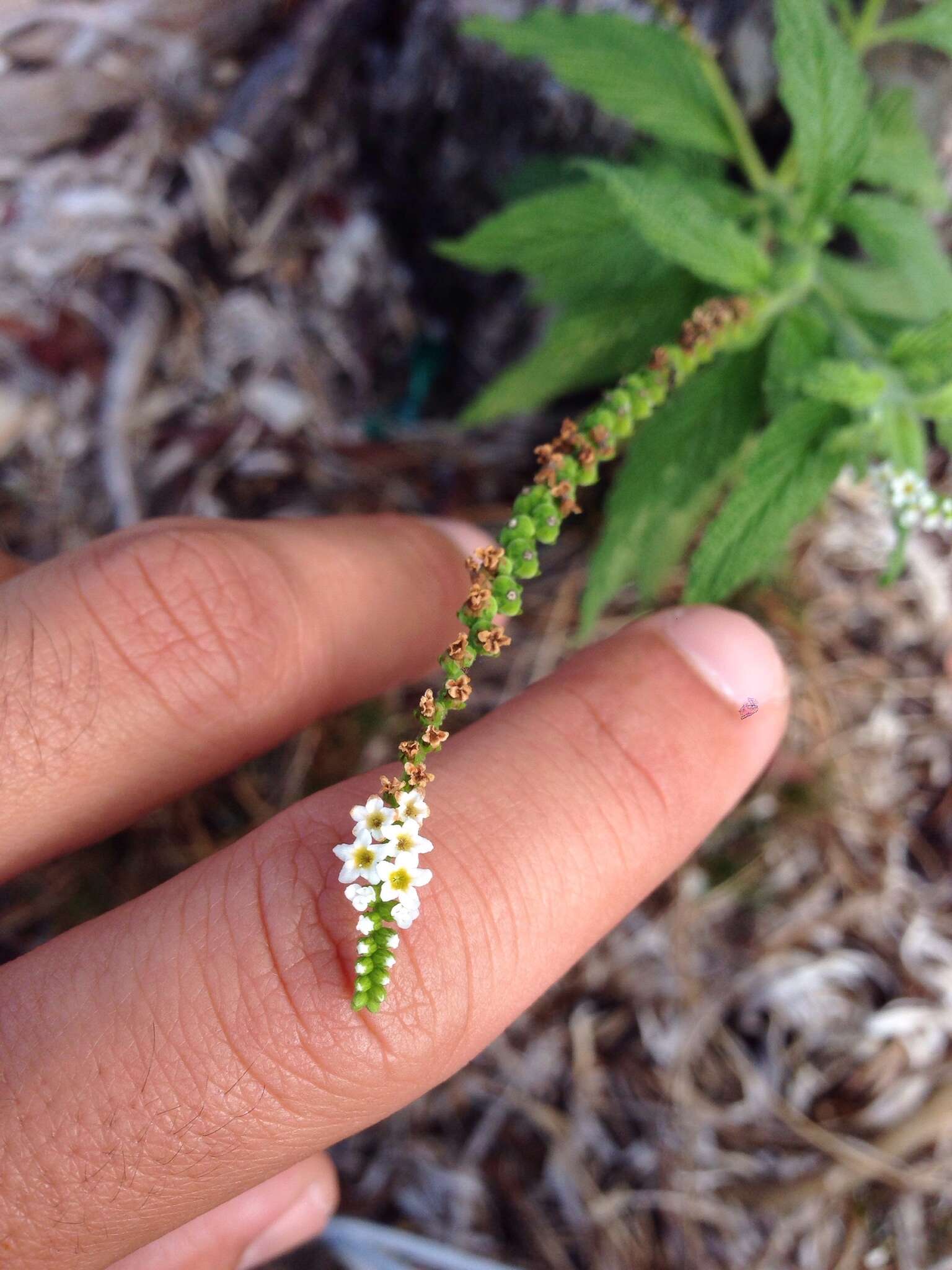 Image de Heliotropium angiospermum Murray