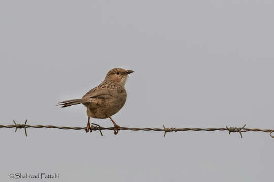 Image of Afghan Babbler