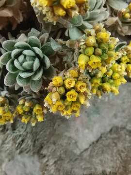 Image of Draba nivicola Rose