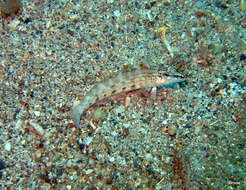 Image of Nosestripe grubfish