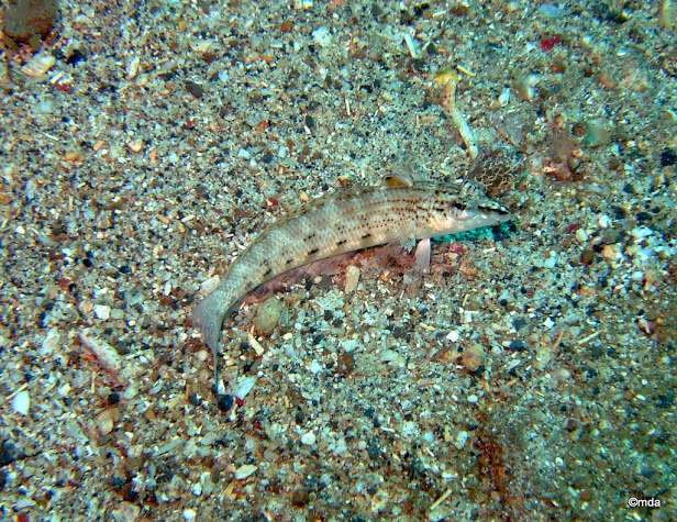 Image of Nosestripe grubfish