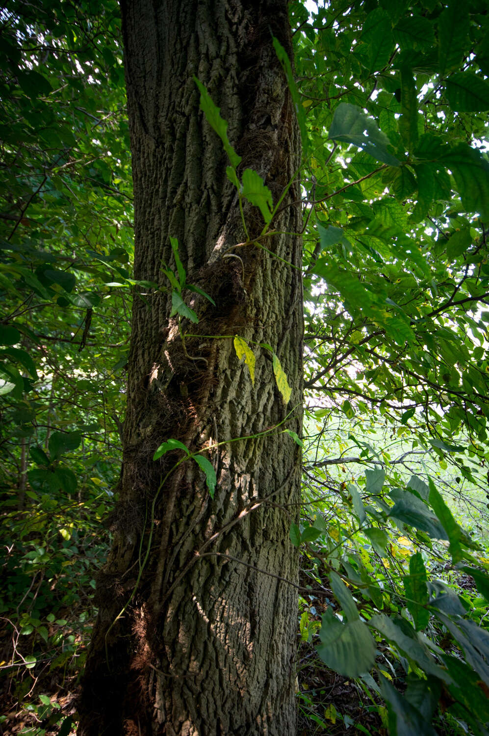 Image of pumpkin ash