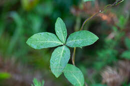 Codonopsis lanceolata (Siebold & Zucc.) Benth. & Hook. fil. ex Trautv. resmi