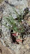 Image of freckled milkvetch