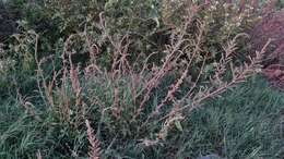 Image of Amaranthus quitensis Kunth