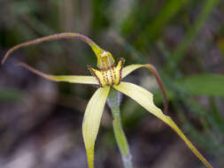 Image of Eastern spider orchid