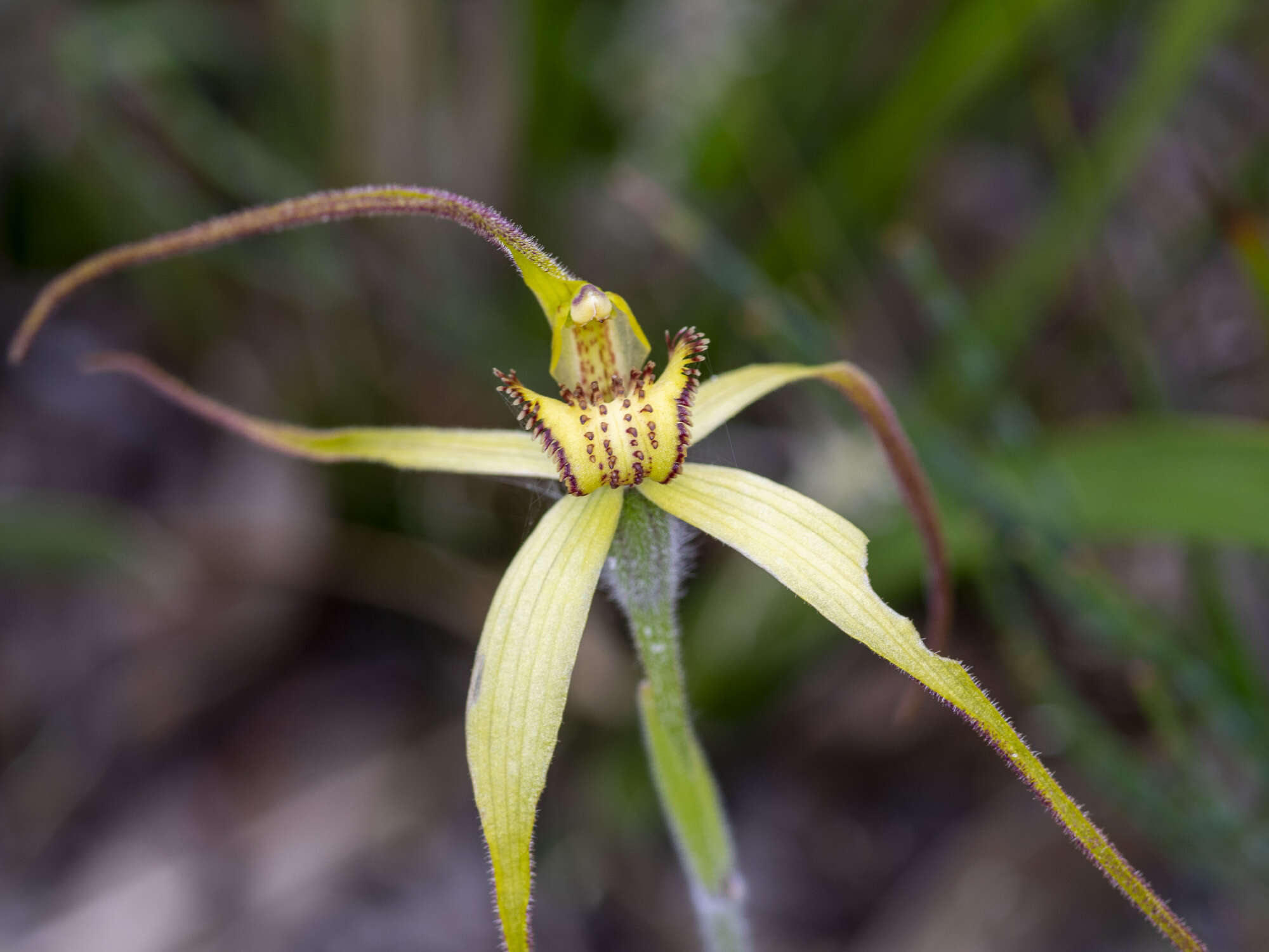 Image of Eastern spider orchid