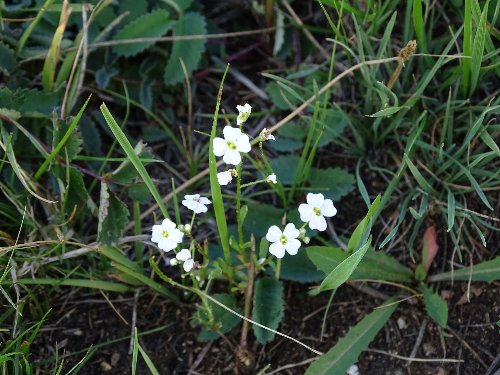 Image de Dontostemon pinnatifidus (Willd.) Al-Shehbaz & H. Ohba