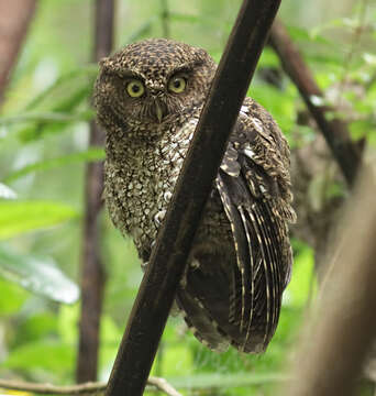 Image of Bare-shanked Screech Owl