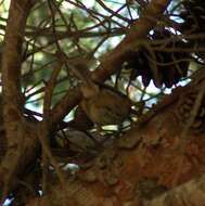 Image of Periparus ater ater (Linnaeus 1758)