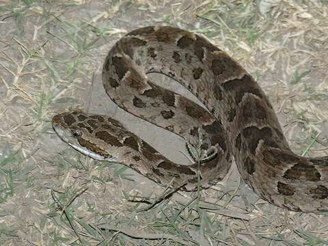 Image of Bothrops matogrossensis Amaral 1925