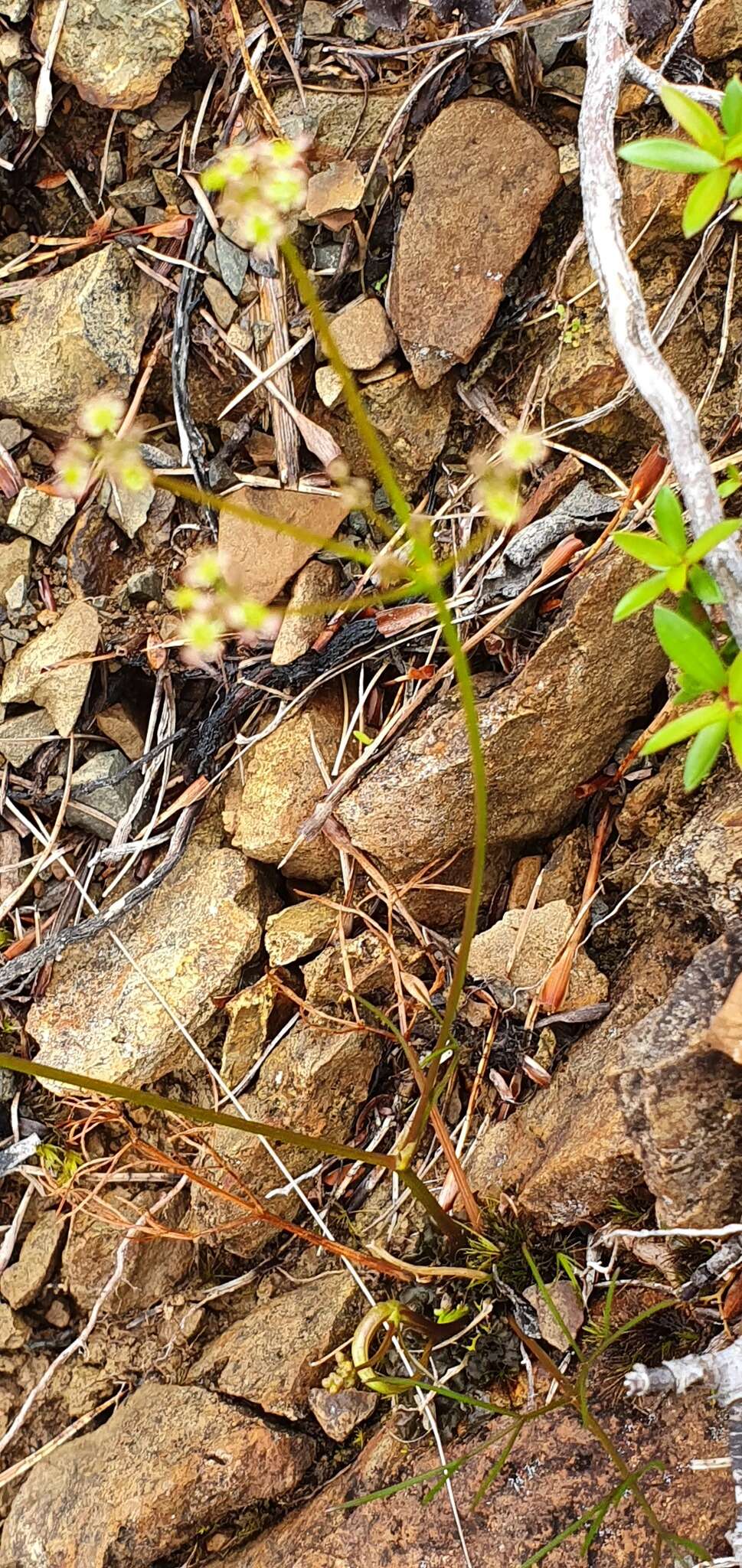 Image of Anisotome filifolia (Hook. fil.) Cockayne & Laing