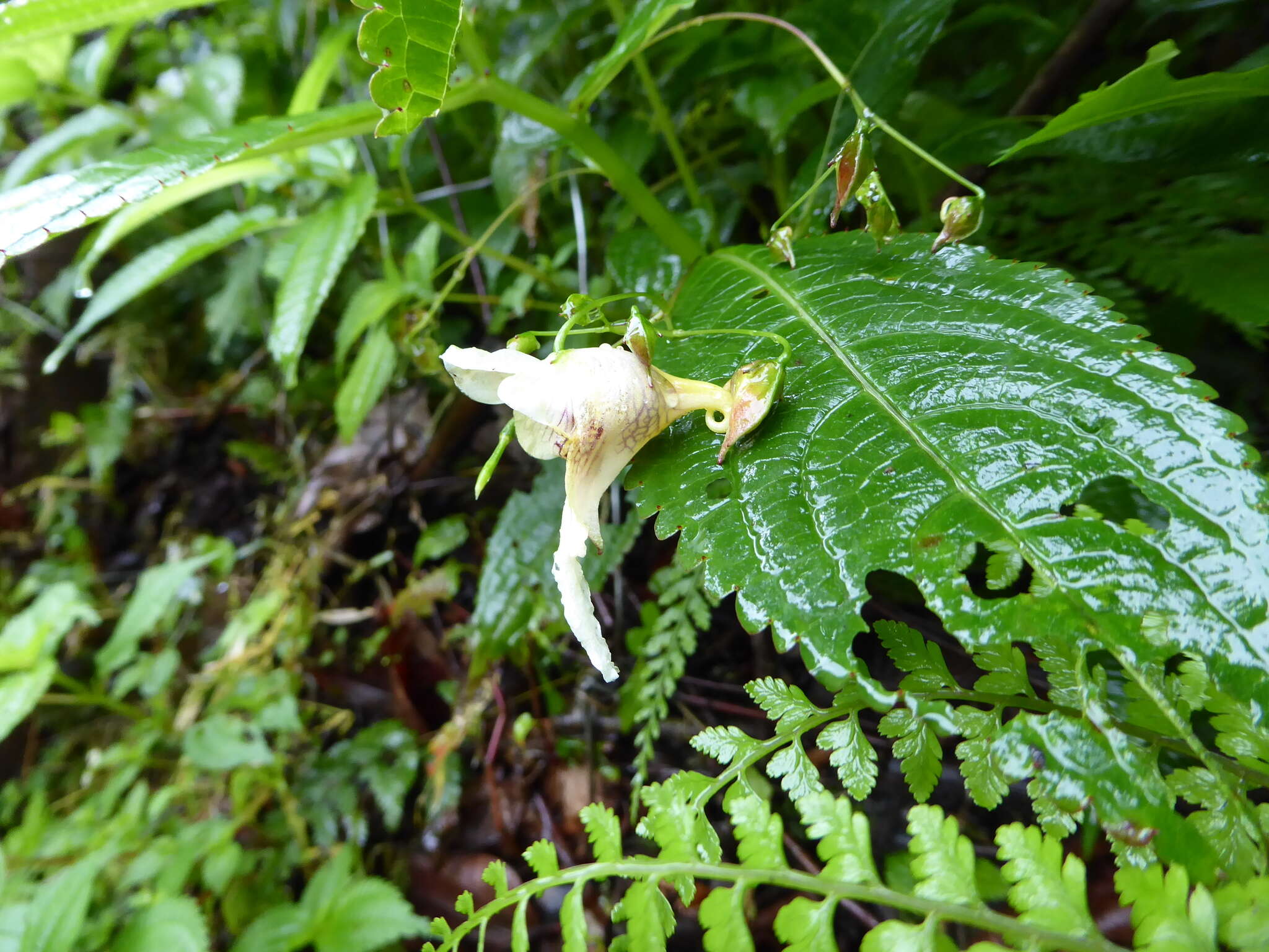 Impatiens urticifolia Wall. resmi