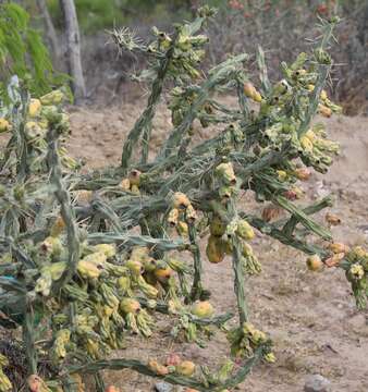 Cylindropuntia imbricata subsp. cardenche resmi