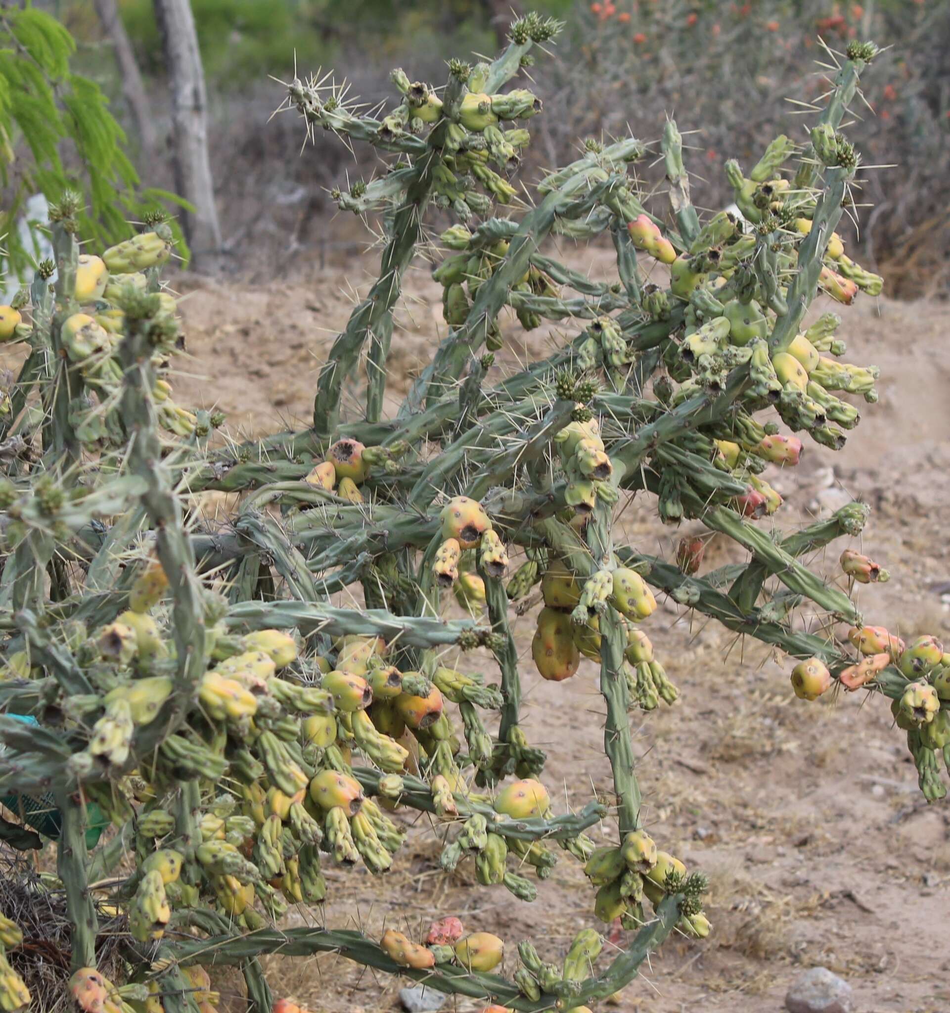 Image of Cylindropuntia imbricata subsp. cardenche