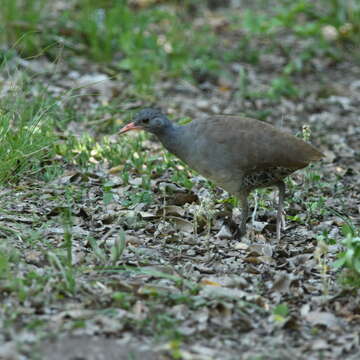 Image of Tataupa Tinamou