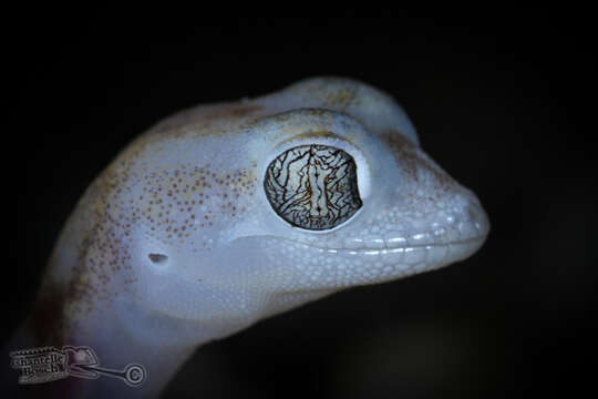 Image of CapeCross Thick-toed Gecko