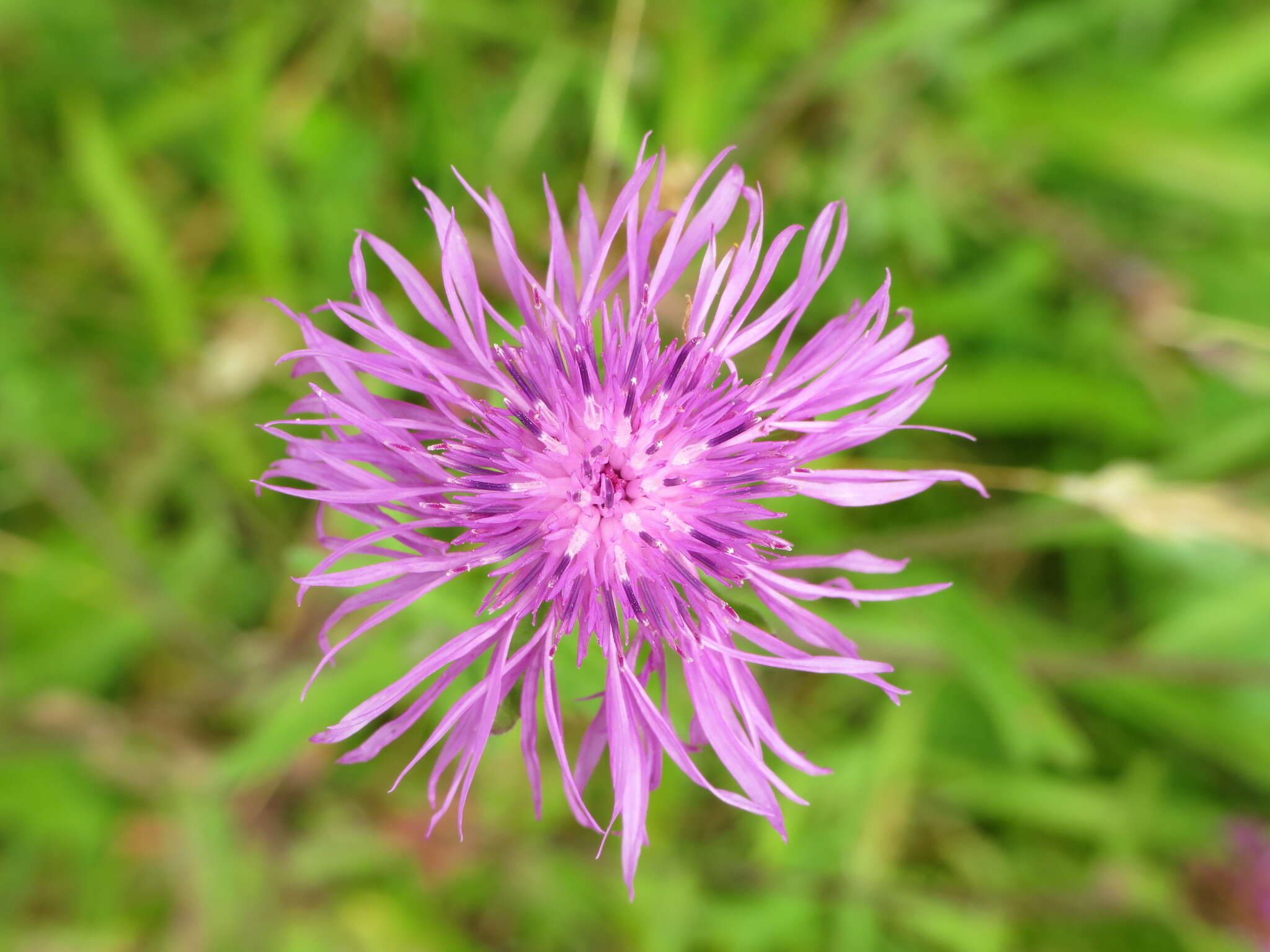 Image of Centaurea nigra subsp. endressii (Dostál) Arnelas & Devesa