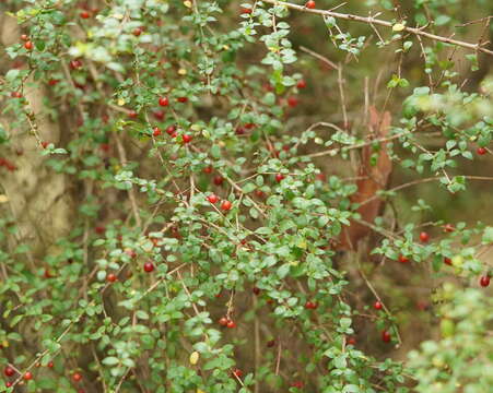 Image of Coprosma quadrifida (Labill.) B. L. Rob.