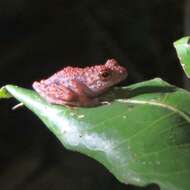 Image of Madagascar frog