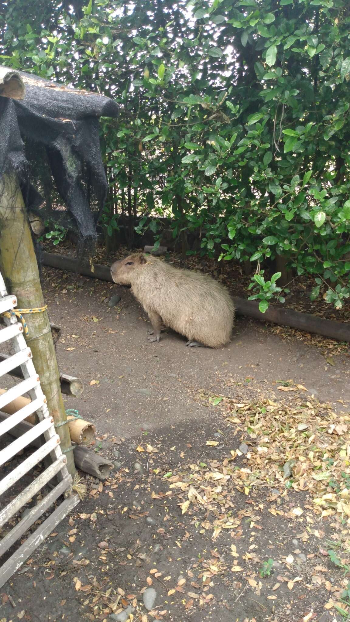 Image of Lesser Capybara