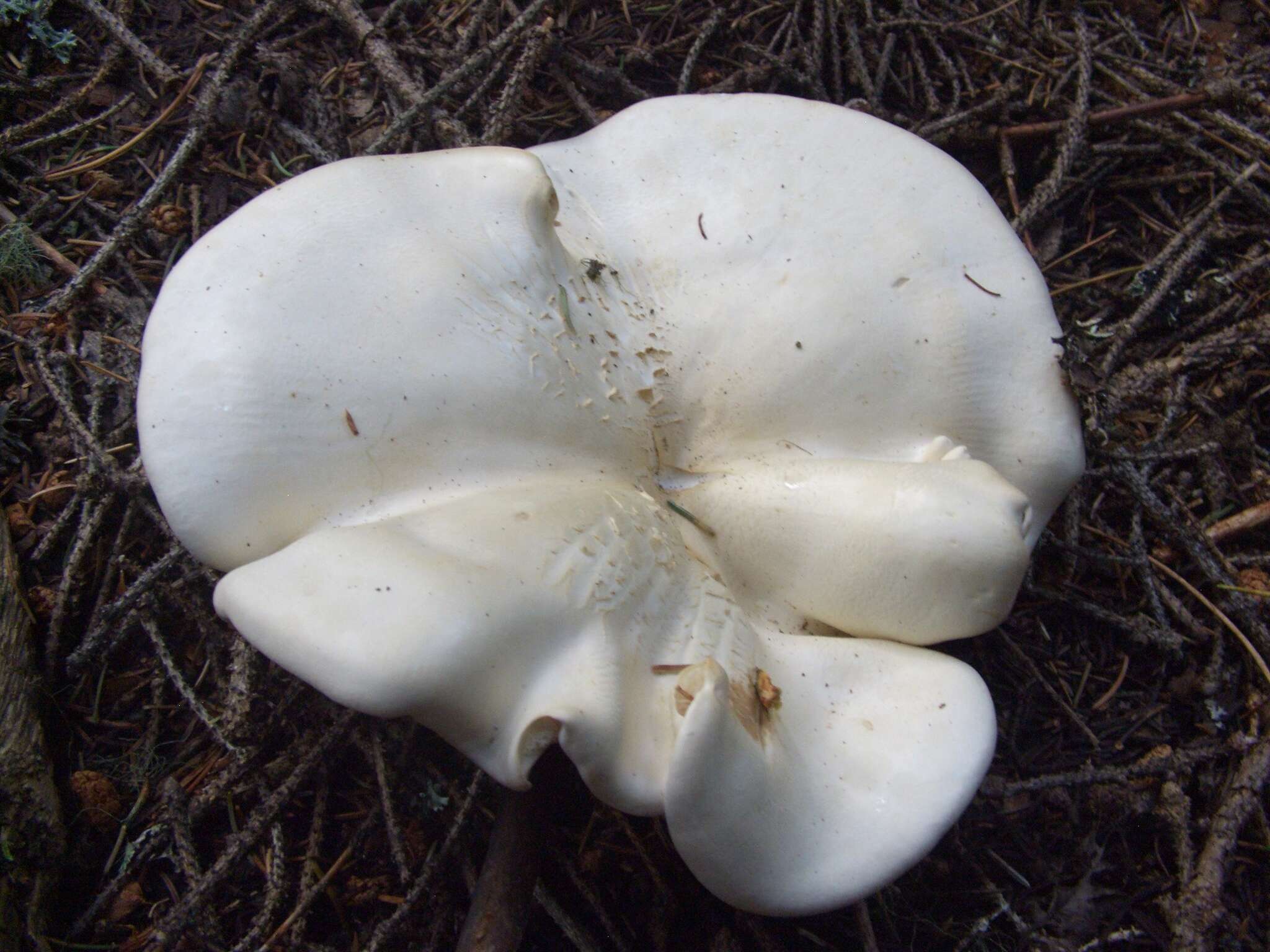 Image of giant clitocybe