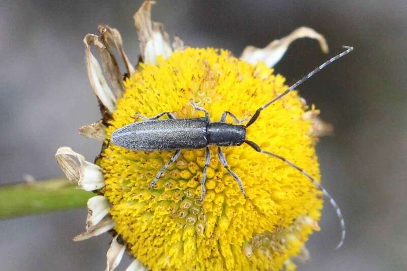 Image of Agapanthia cardui (Linné 1767)