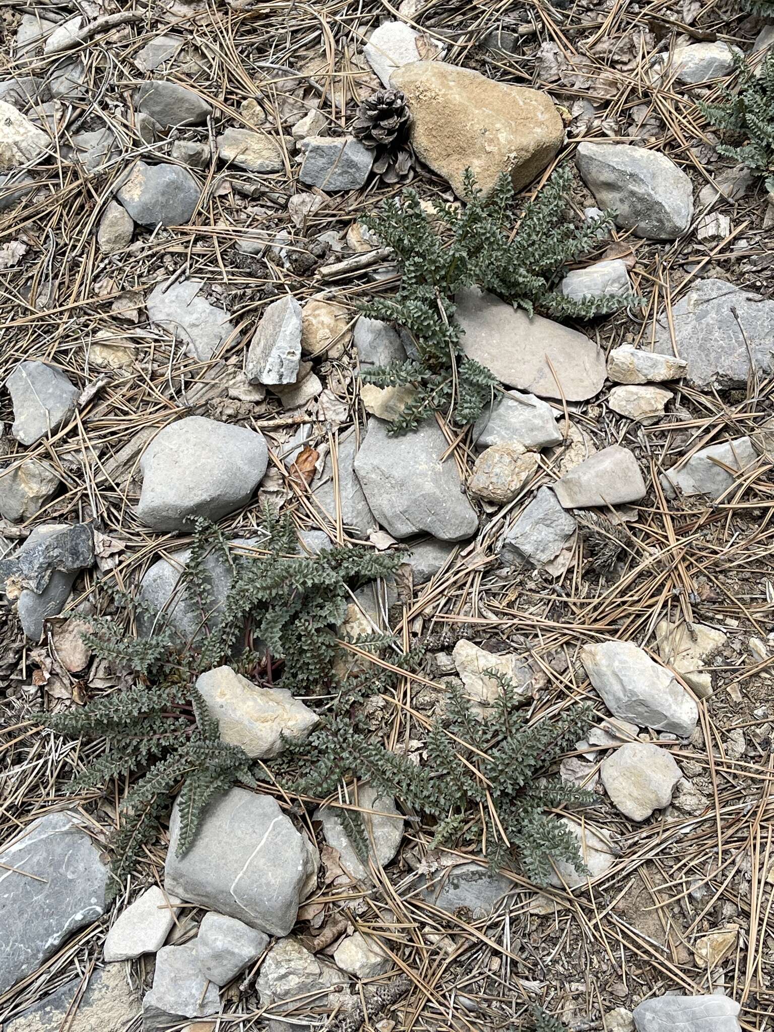 صورة Pedicularis semibarbata var. charlestonensis Pennell & Clokey